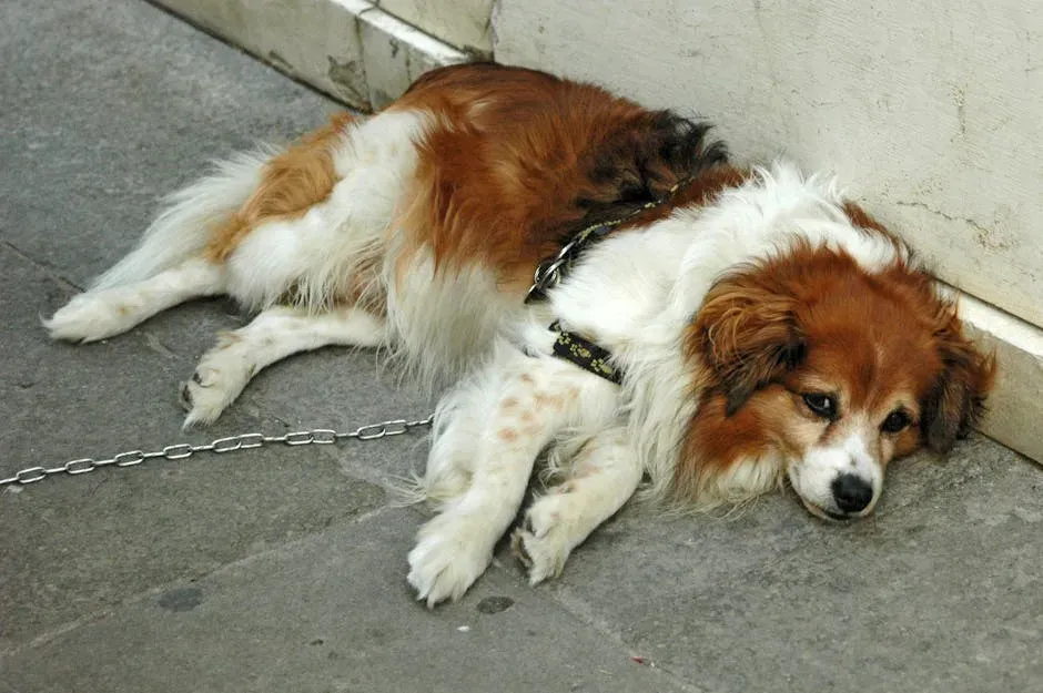 Ignoring Your Dog's Stress Signals (Image Credits: Pexels)
