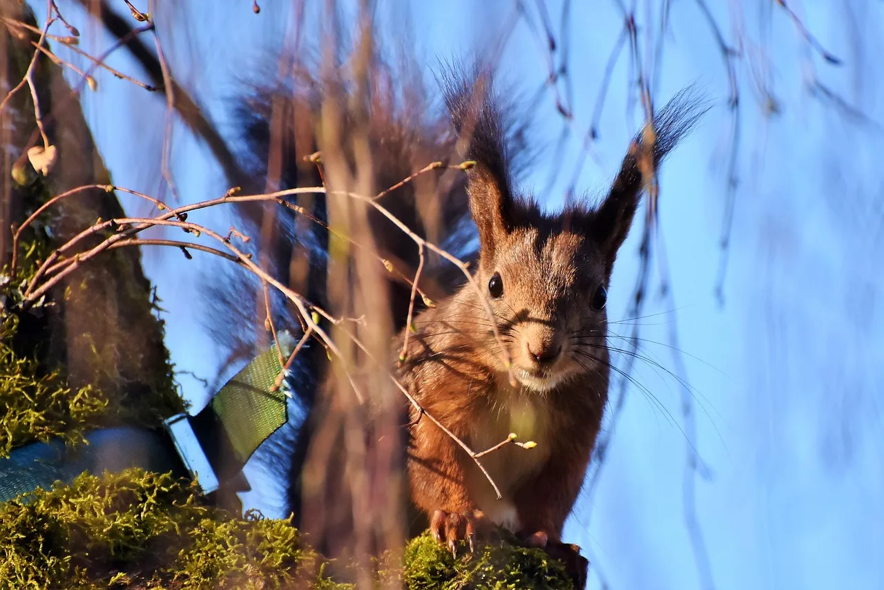 The Prolonged "Quaa": Predator in Motion (Image Credits: Pixabay)