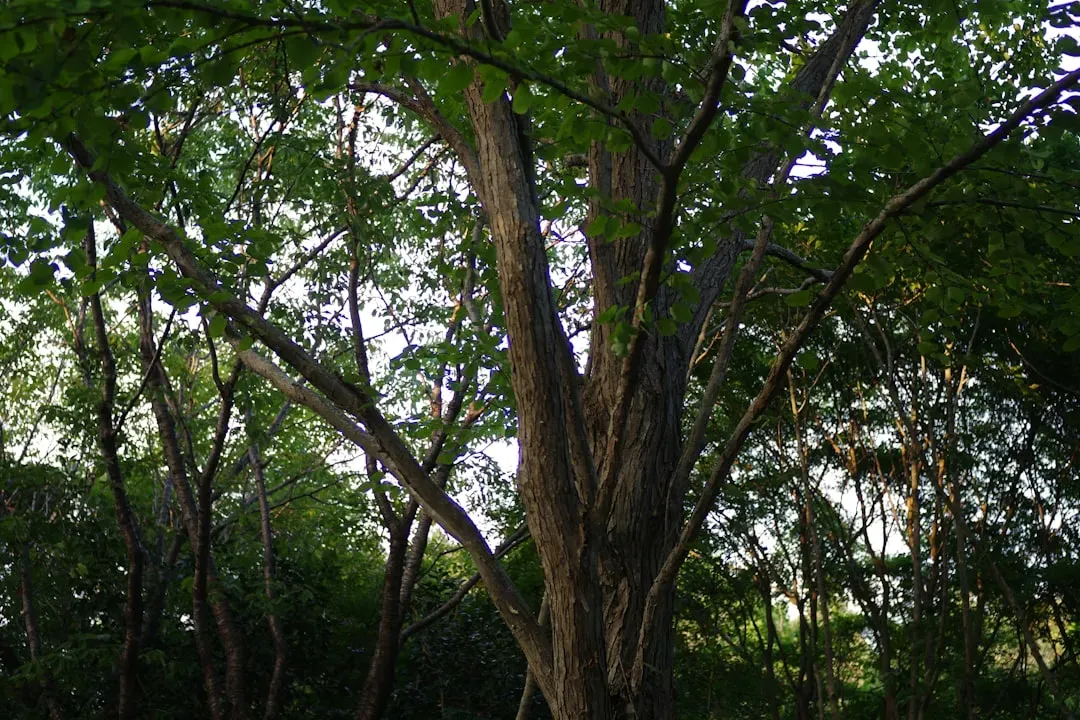 9. Pando, the "Trembling Giant," May Be the Oldest Living Organism on Earth (Image Credits: Unsplash)