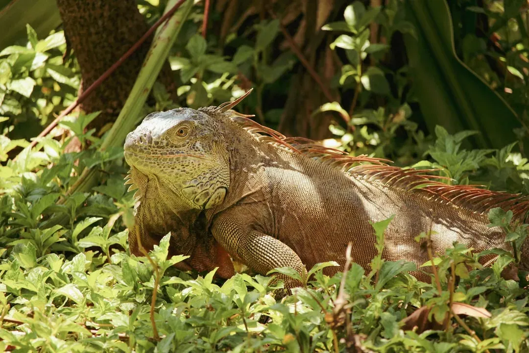 Utila Spiny-Tailed Iguana: A Lizard On The Edge (Image Credits: Unsplash)