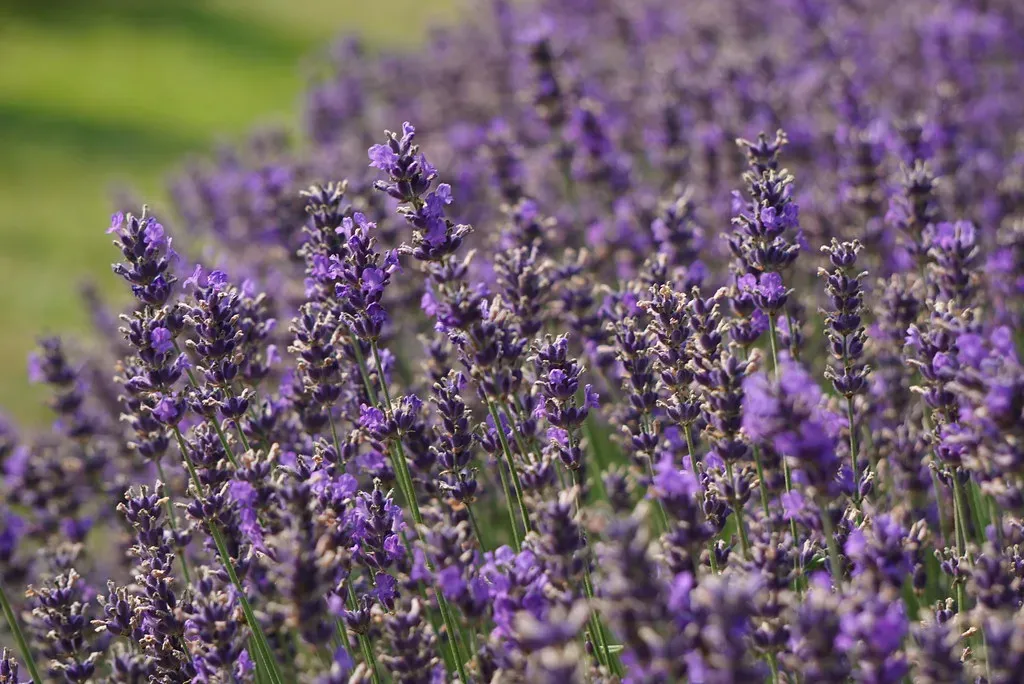 Lavender (katerha, Flickr, CC BY 2.0)