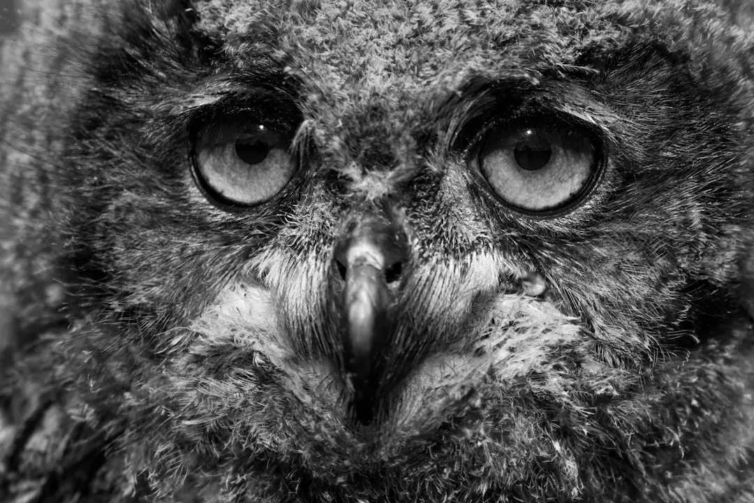 Pisces (February 19 – March 20): The Owl (Image Credits: Unsplash)