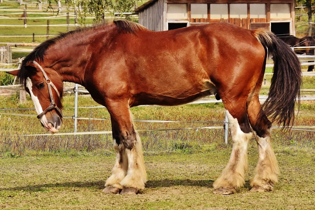Shire: Majestic but Typically Broadly Tolerant of Many People (Image Credits: Rawpixel)