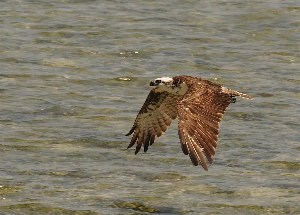 8. Elkhorn Slough, California - A Tidal Paradise for Raptor Watchers (jkirkhart35, Flickr, CC BY 2.0)