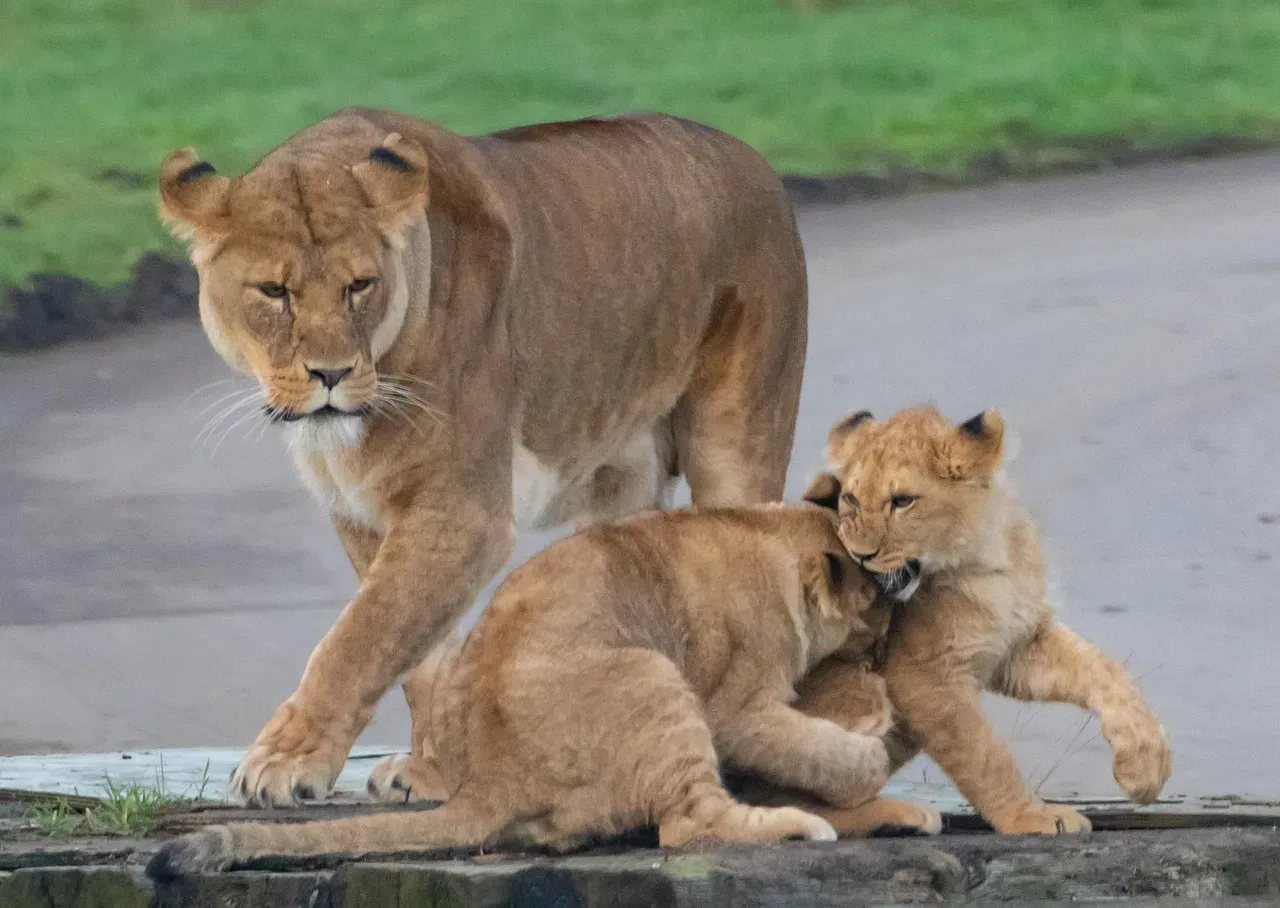 Never Approach or Corner the Mountain Lion (Image Credits: Pixabay)