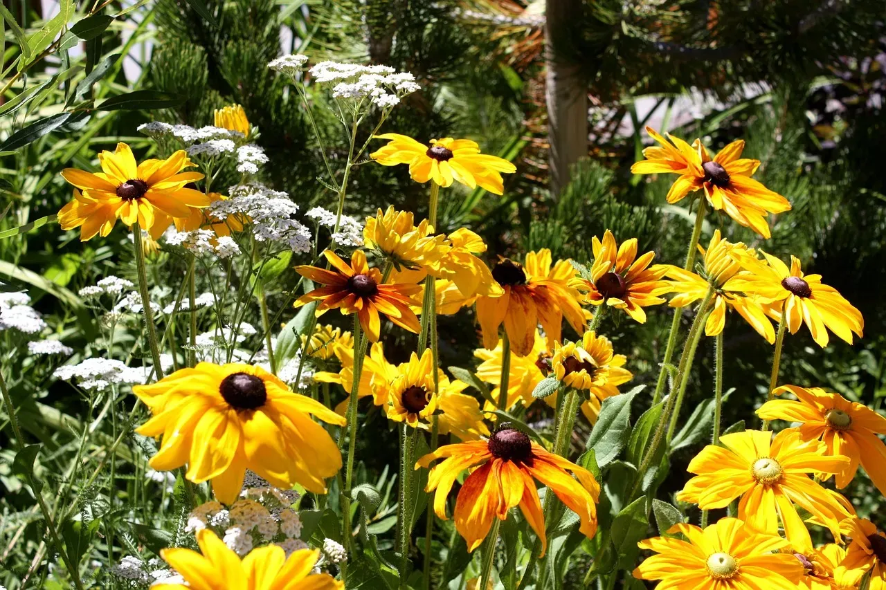 Black-Eyed Susan: The Wildflower That Rarely Disappoints (Image Credits: Pixabay)