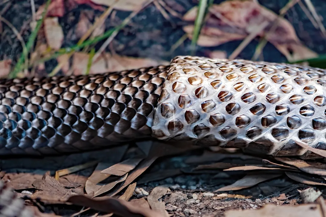 10. Snakes That Tear Their Own Skin To Escape Danger (Image Credits: Unsplash)