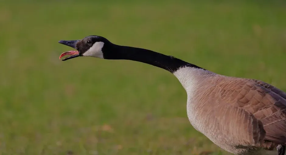 Hissing: The Universal Warning (Image Credits: Pexels)