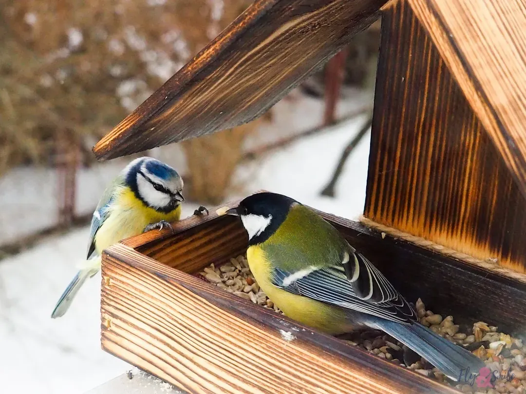 11. Offer a Variety of Bird Foods (Image Credits: Unsplash)