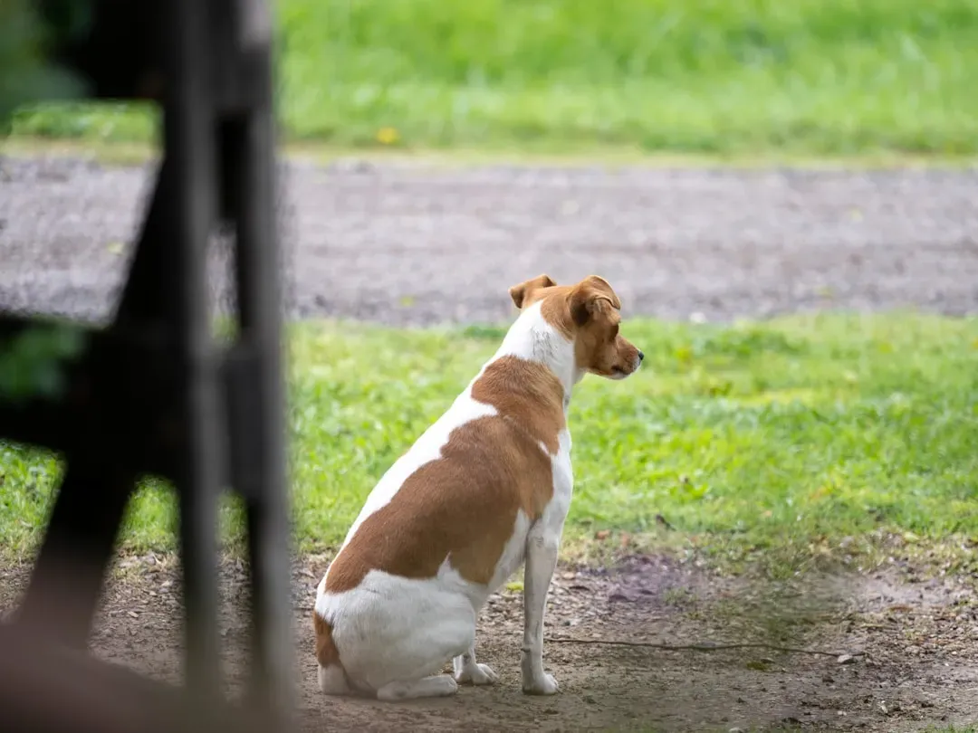 Read the Dog Before You Do Anything Else (Image Credits: Unsplash)