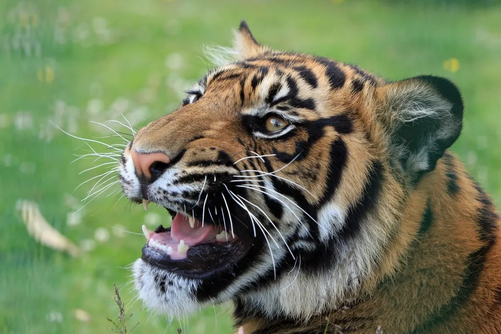 They Communicate Through Roars That Travel for Miles (Image Credits: Rawpixel)