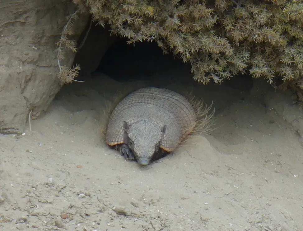 9. One Species Actually Hibernates (Image Credits: Wikimedia)