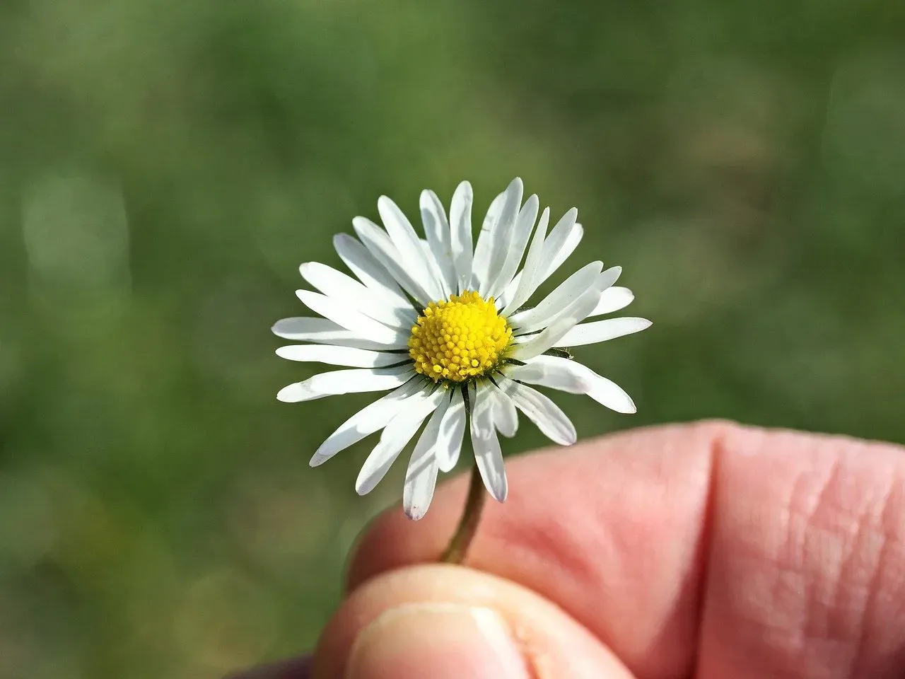 Design for Continuous Bloom Throughout the Seasons (Image Credits: Pixabay)