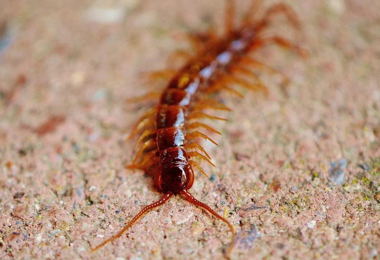 10. Centipedes: The Soil's Underground Guardians (Image Credits: Pixabay)