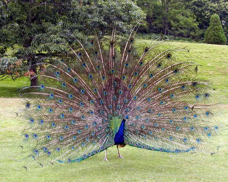 #5 Leo: The Showy Peacock (Adrian Pingstone, Public domain)