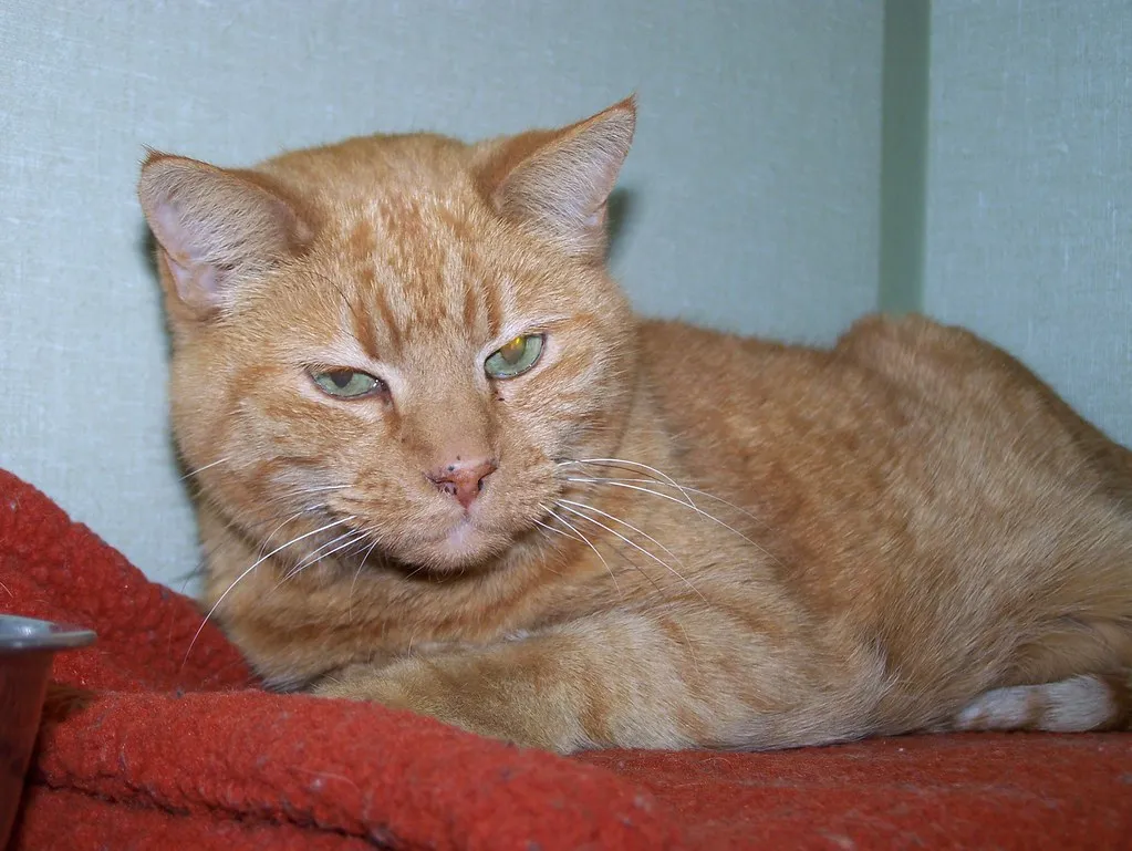 #16 - "Indoor Only" Does Not Mean Safely Bored For Life (Rocky Mountain Feline Rescue, Flickr, CC BY 2.0)
