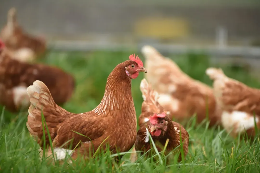 #2. The Java: A Living Piece of American Poultry History (Image Credits: Unsplash)