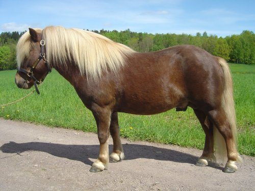 The Black Forest Pony: Germany's Golden Beauty (Image Credits: Wikimedia)
