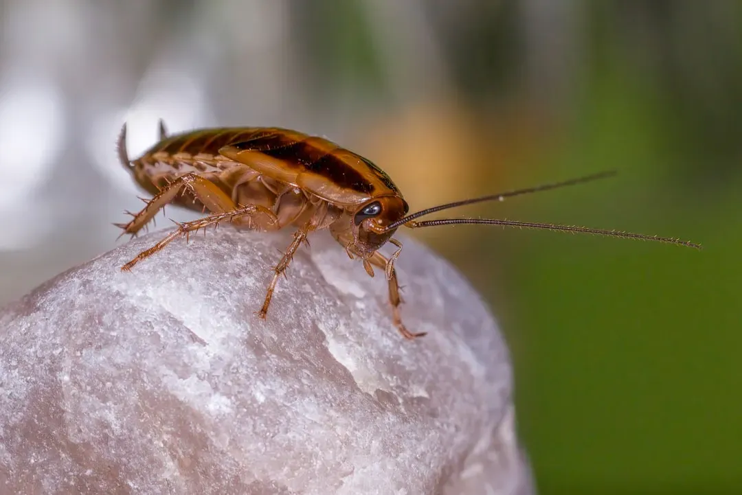 Cockroaches and Palmetto Bugs: The Unwelcome Regulars (Image Credits: Unsplash)