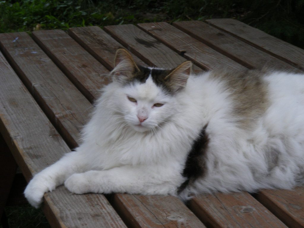 #6: Turkish Angora (Image Credits: Flickr)