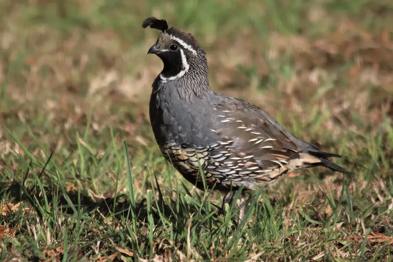 California Quail: The Golden State's Crested Charmer (Image Credits: Pixabay)