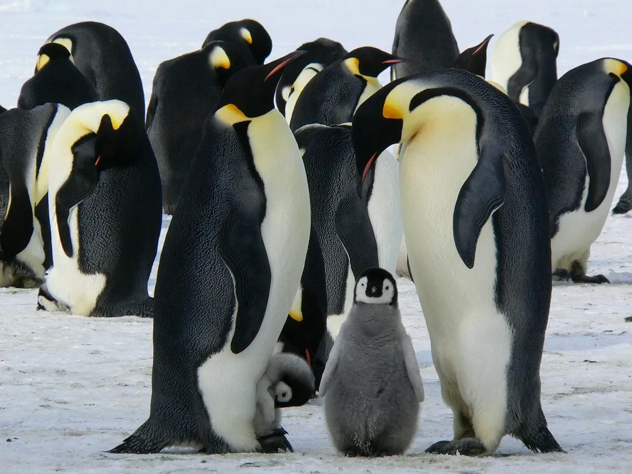 Emperor Penguin: Community as a Survival Tool (Image Credits: Pixabay)