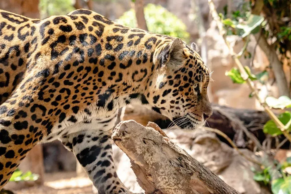 Protecting Jaguars for Long Term Forest Resilience (Image Credits: Pexels)