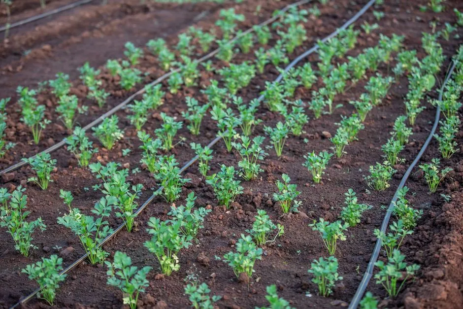 11. Switching to Drip Irrigation Before Burnout Hit (Image Credits: Pexels)