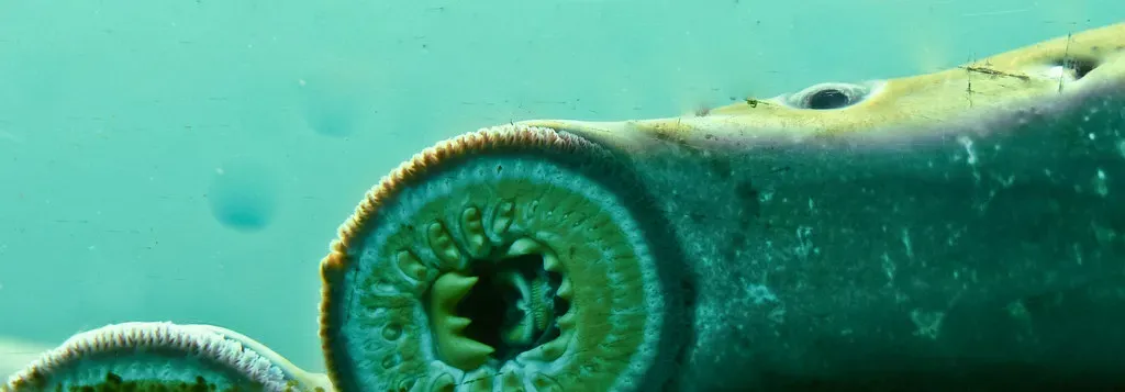 5. Lampreys Sucked Blood Through Four Apocalypses (NWCouncil, Flickr, CC BY 2.0)