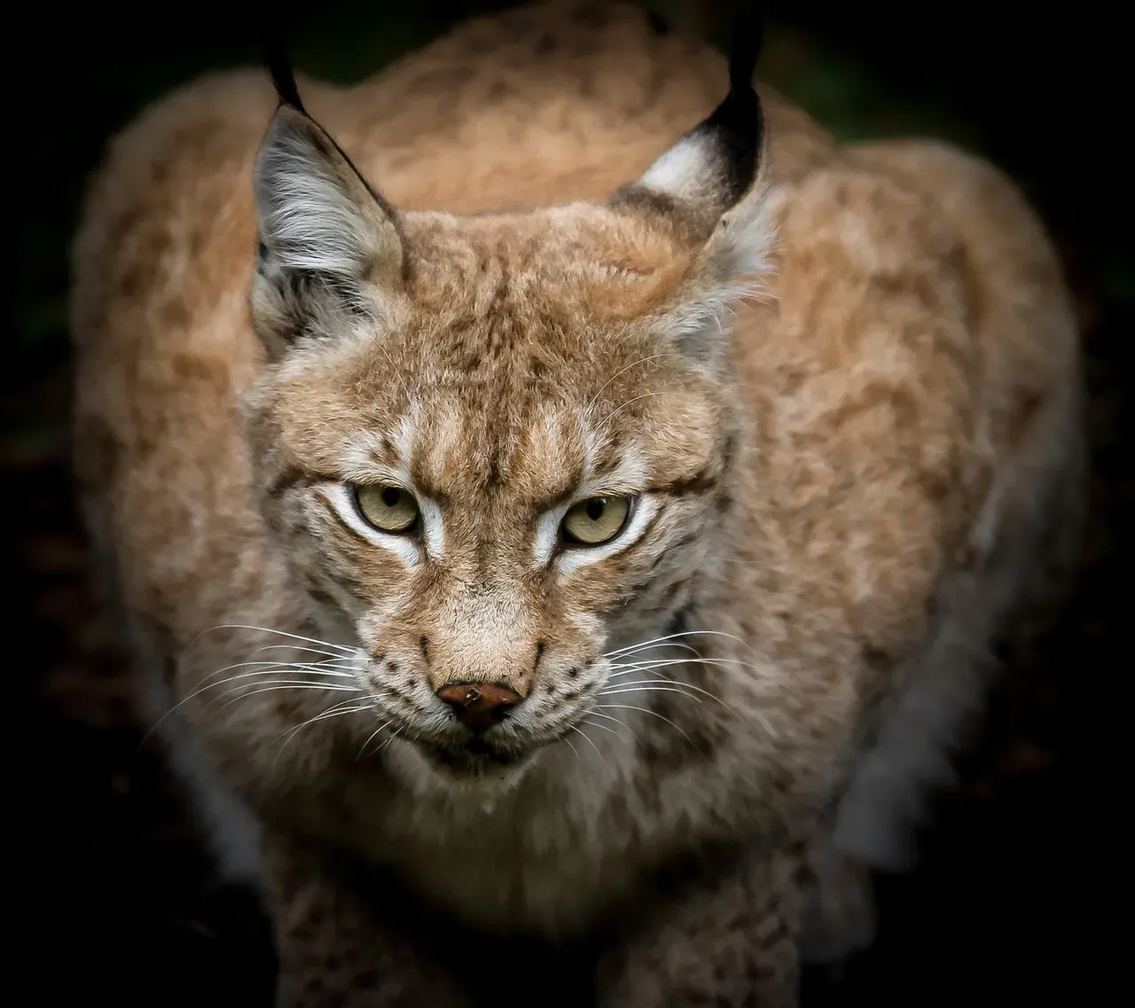 Bobcat: The Adaptable Hunter (Image Credits: Pixabay)
