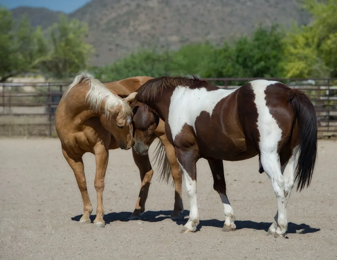 #21 PMU Rescue Horses and Foals (Image Credits: Unsplash)