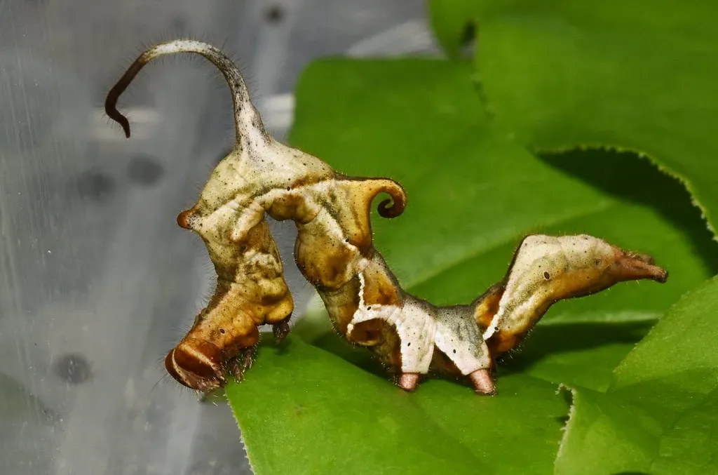 Curve-Lined Owlet Caterpillar (Image Credits: Flickr)