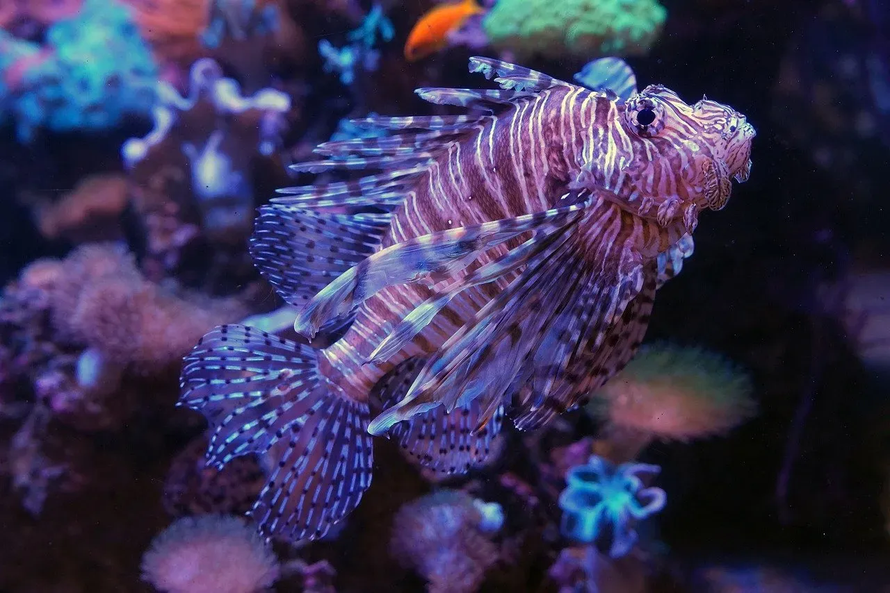 Leo: The Majestic Marine Admirer (Image Credits: Pixabay)