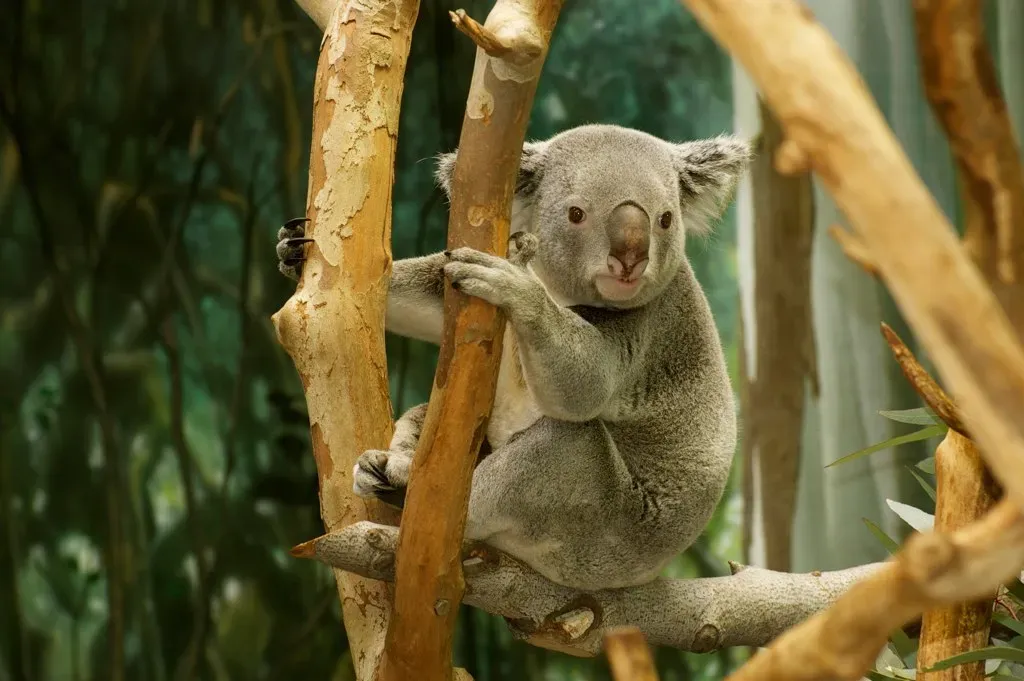 #10 - Koalas Have Fingerprints Almost Identical to Humans (DavidFreeman, Flickr, CC BY 2.0)