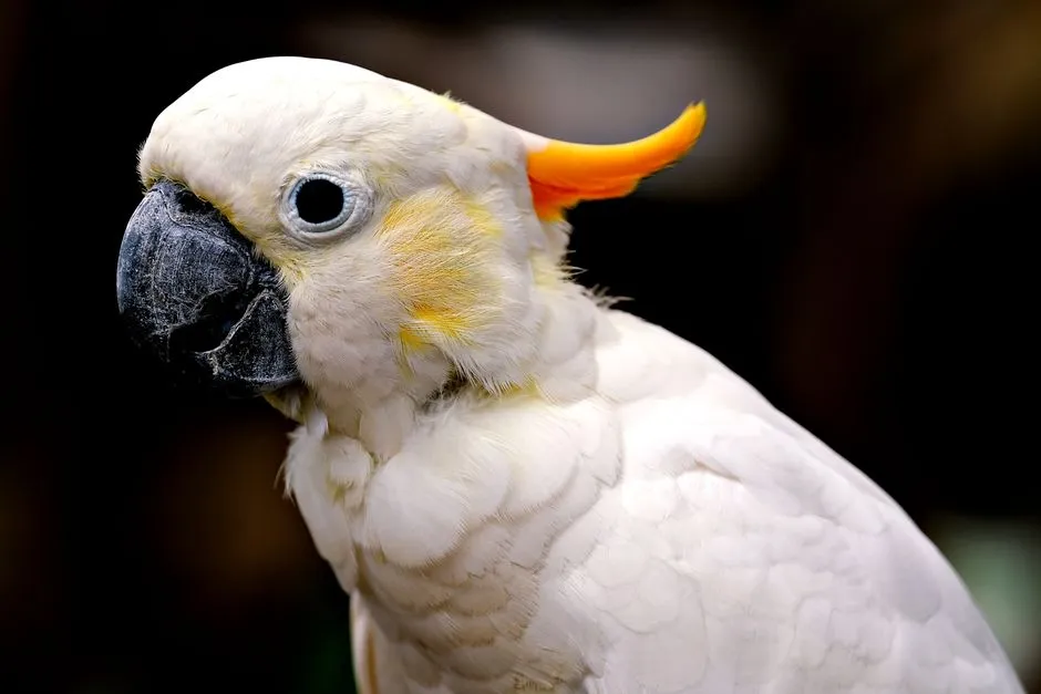 #15 - Cockatoos: Velcro Birds That Don't Let Go (Image Credits: Pexels)