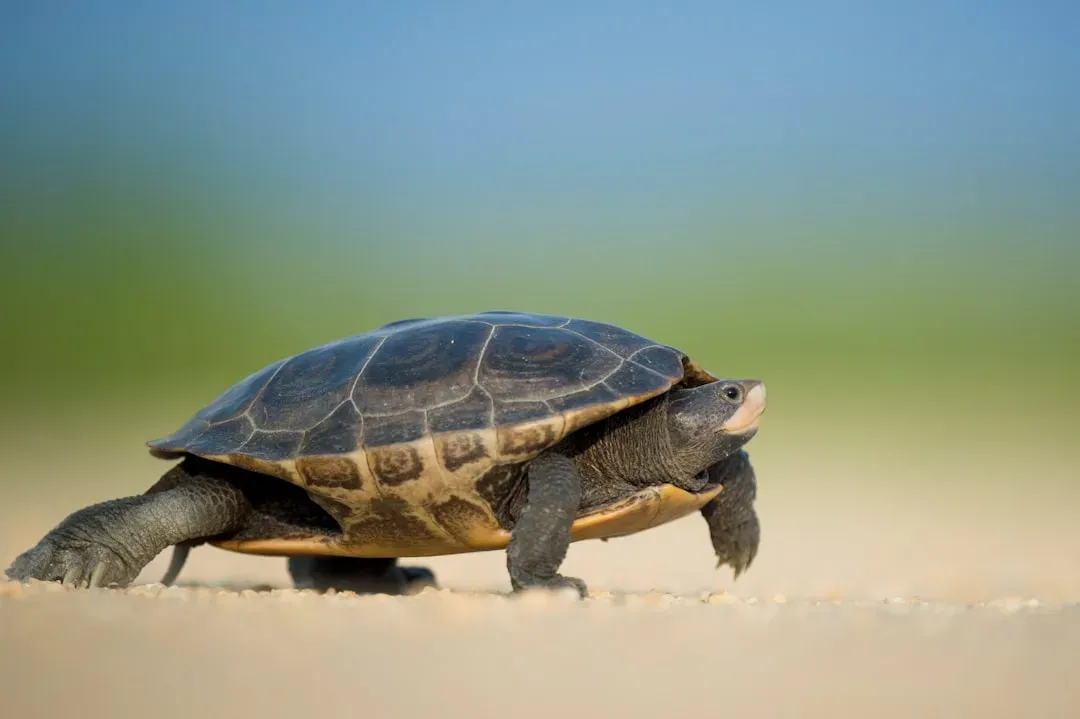 #5: They Can Live for Over a Century (Image Credits: Unsplash)
