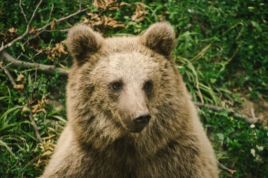 #3: Bears Have Poor Eyesight (Image Credits: Pexels)
