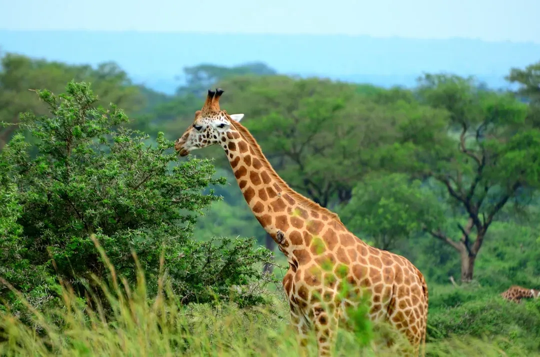 #5 - Giraffes: The Towering Skeptics Who Learn Your Footsteps (Image Credits: Unsplash)