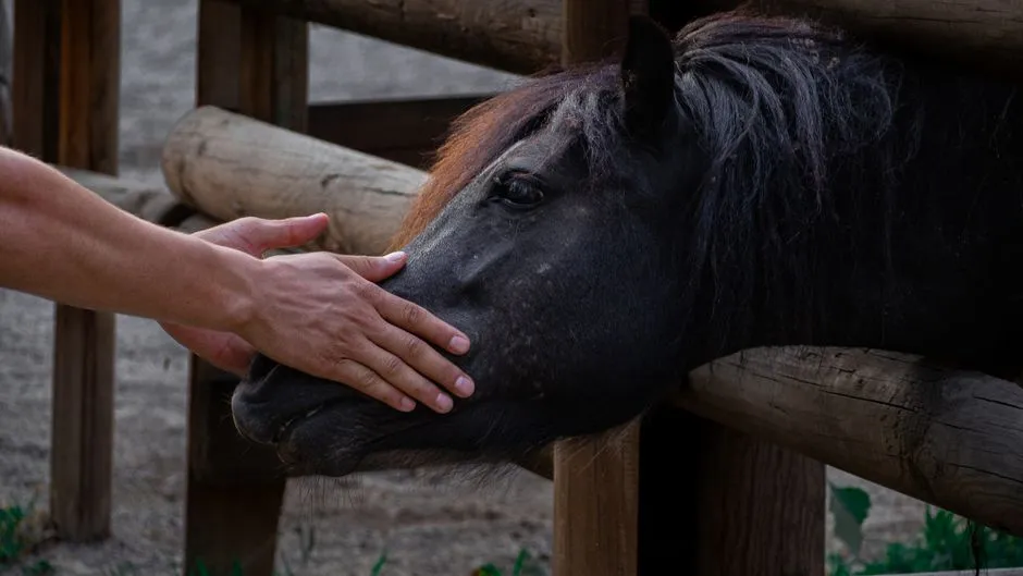 #1. Why prey animals became such careful observers of humans (Image Credits: Pexels)