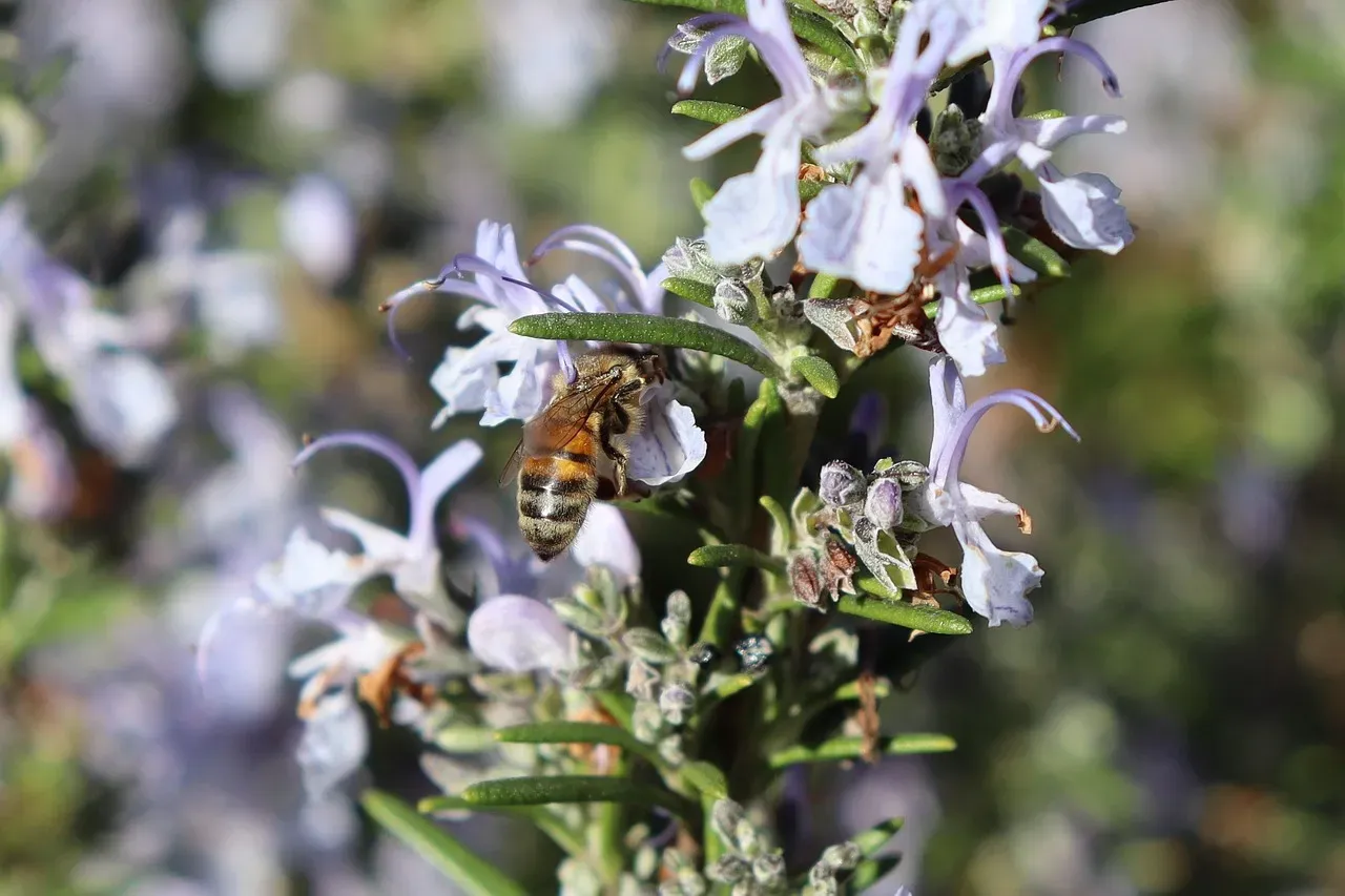 Thyme: Small Flowers, Big Bee Traffic (Image Credits: Pixabay)