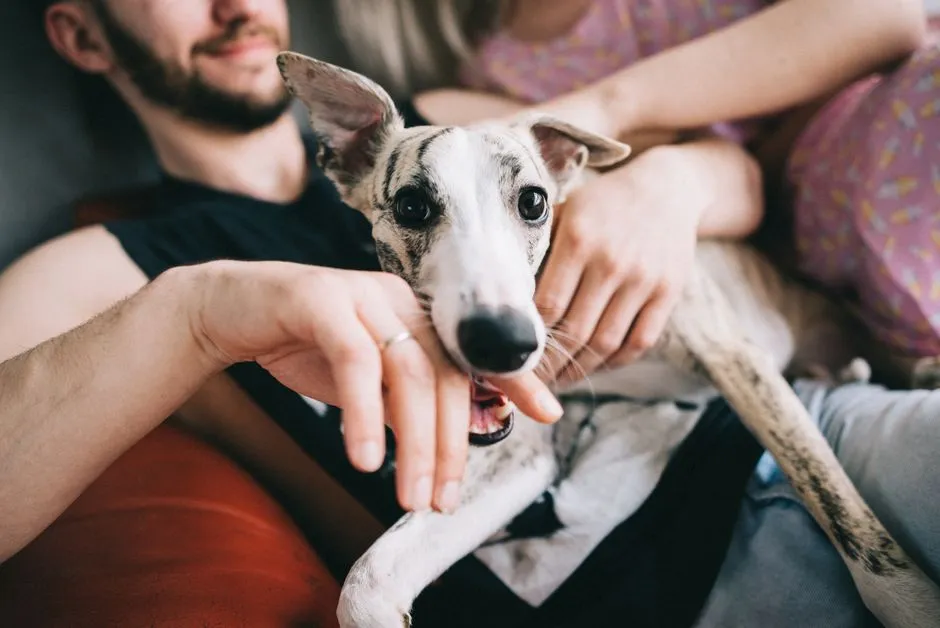 #12 - Whippet: The Couch Potato With a Hidden Sprint (Image Credits: Pexels)