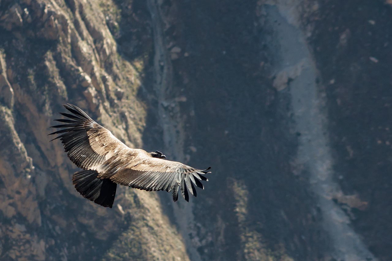California Condor - North America's Giant Bird (Image Credits: Pixabay)