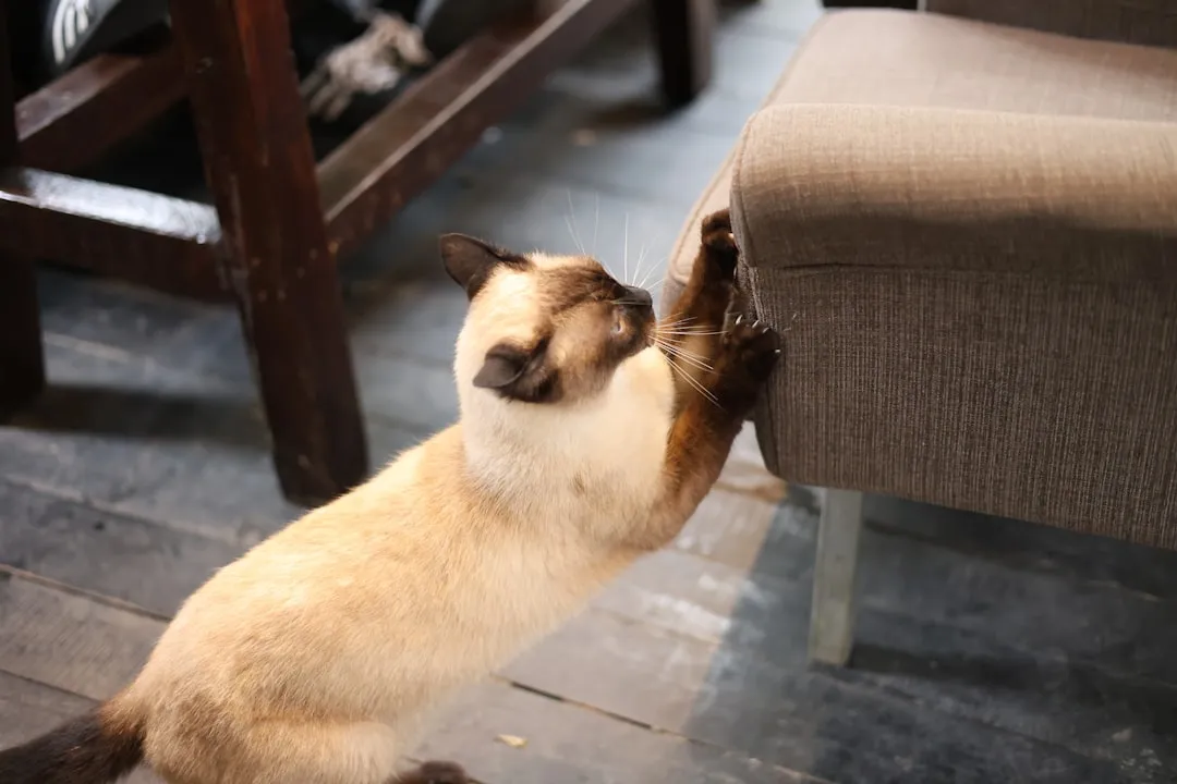 #11 - Punishing Cats Physically for "Bad Behavior" (Image Credits: Unsplash)