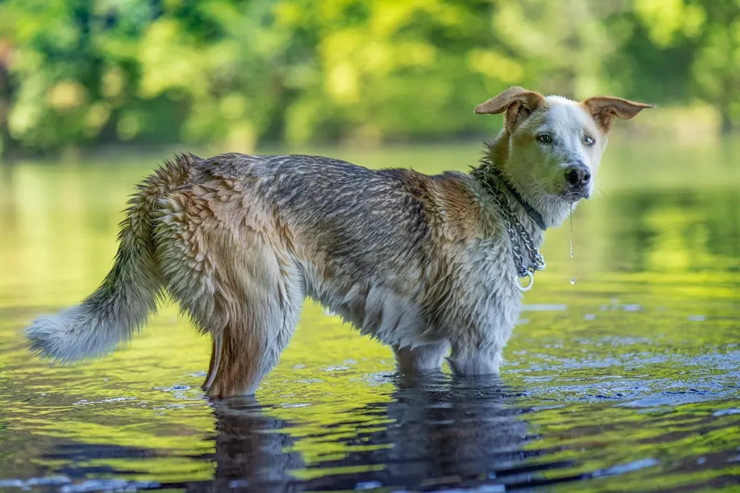 Breeding History, Training, and the Role of the Human Hand (Image Credits: Unsplash)