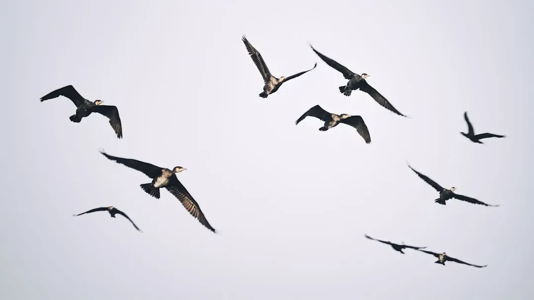 The Built-In GPS: How Birds Actually Navigate (Image Credits: Unsplash)