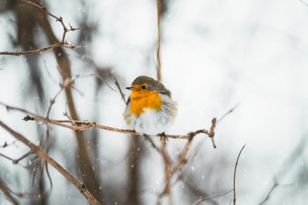 What Winter Robins Are Really Telling Us (Image Credits: Unsplash)
