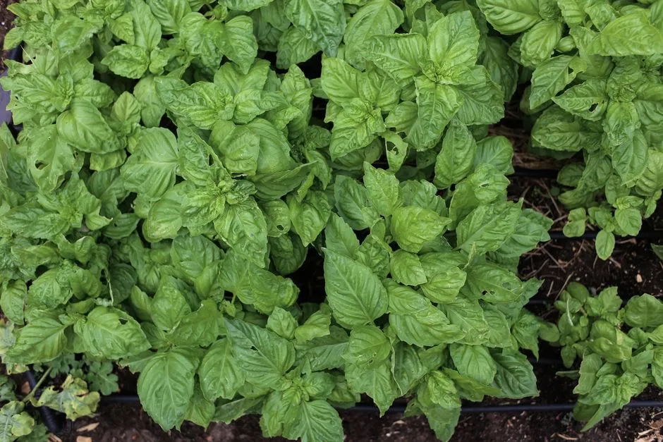 #6 - Culinary Herbs (Thyme, Rosemary, Chives, Oregano) (Image Credits: Pexels)