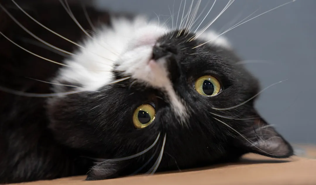 #15 - Senior Quirkiness vs. True Disorientation (Image Credits: Unsplash)