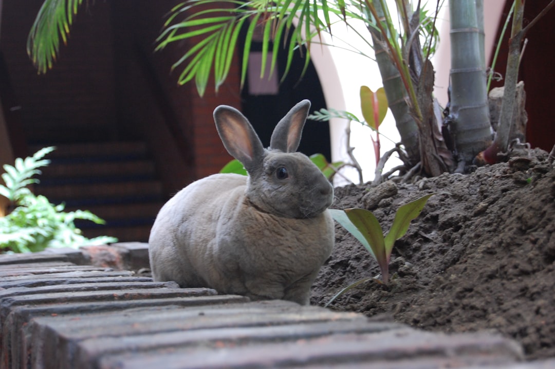 Rabbits: The Selective Plant Pruners (Image Credits: Unsplash)
