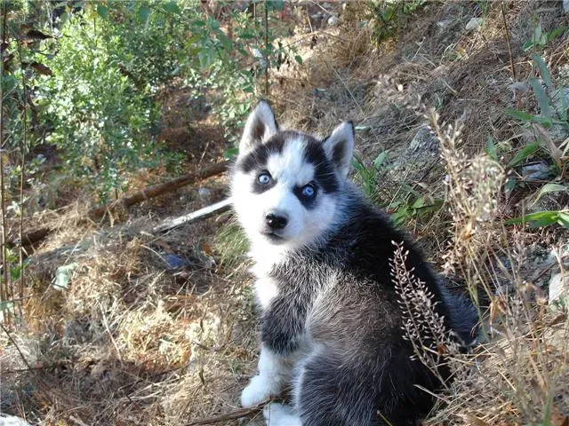 Siberian Husky (Image Credits: Wikimedia)
